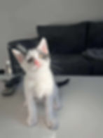 Birmingham cat rescue and rehoming charity
