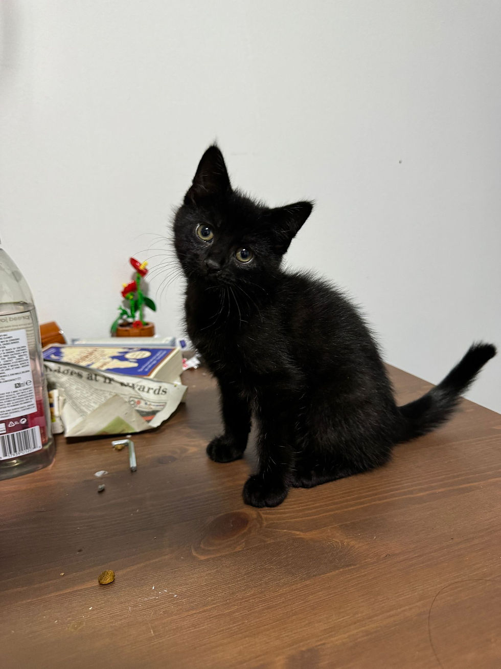 A full black kitten with a mischievous streak. He loves starting play fights with his brothers, though he hasn’t won one yet. He’s a little skittish at first but warms up quickly and has loads of personality.