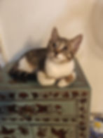 A pretty tabby and white girl with a bushy tail and unique markings. She's a bit placid but still extremely well socialised with other cats and humans. She has a sweet personality and loves attention. To be rehomed indoor only and with Tuna, as they are a bonded pair.