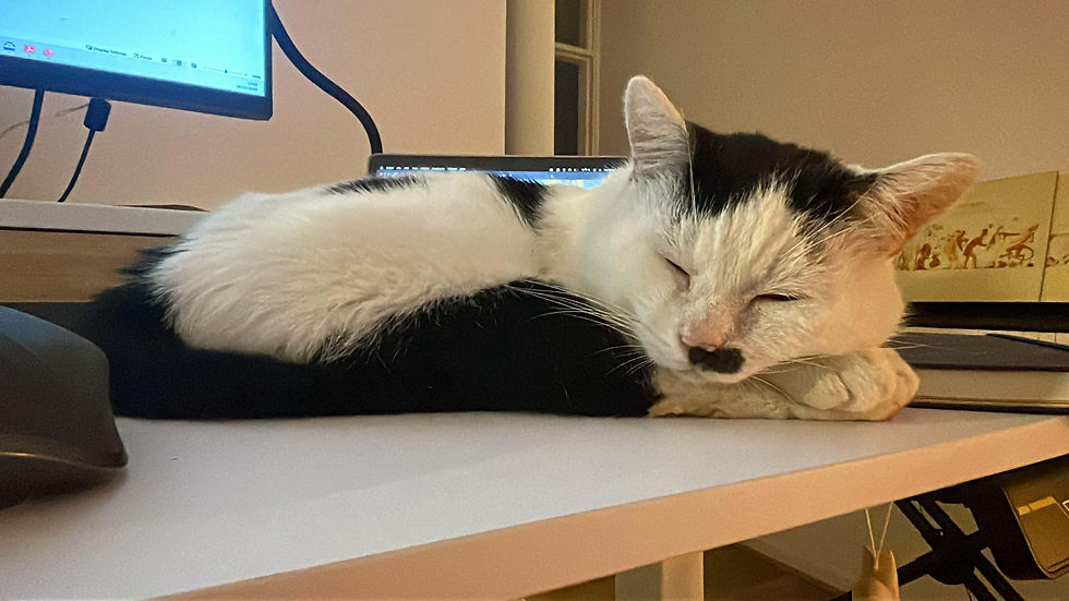 Rogue is a very friendly boy who loves to be sat near people/on their laps. He loves a fuss, which he responds to with a loud purr. While mostly calm, Rogue does love to play (especially with plastic springs) and gets the odd burst of zoomies around the house.
Rogue is very food motivated and will meow to let you know when he’s hungry! Rogue has quite a sensitive tummy, which we’ve ran bloods/fecal tests on but everything has come back negative, the one thing that works for him is Chicken KatKin wet food alongside some dry food as a treat. So you would need to be prepared to provide him with a good diet!
Rogue spent some time as a stray cat after his first family left him outside to fend for himself, uneautered unvaccinated etc. Unfortunately, from this Rogue is FIV+ which means he has to be an indoor only cat as he has a weakened immune system, however he can live with other cats even if they don’t have FIV, as long as they aren’t the fighting type! He did also have a nasty eye ulcer for months but that is all clear now. He is also a pretty mucousy boy, so needs to remain on bisolvon sachets, which is around £3 a sachet and lasts 2 weeks ish. This does have to be prescribed from the vet!