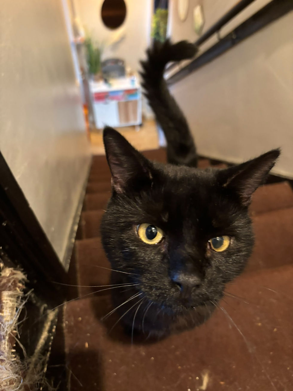 Birmingham cat rescue and rehoming charity