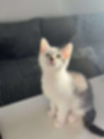 Birmingham cat rescue and rehoming charity