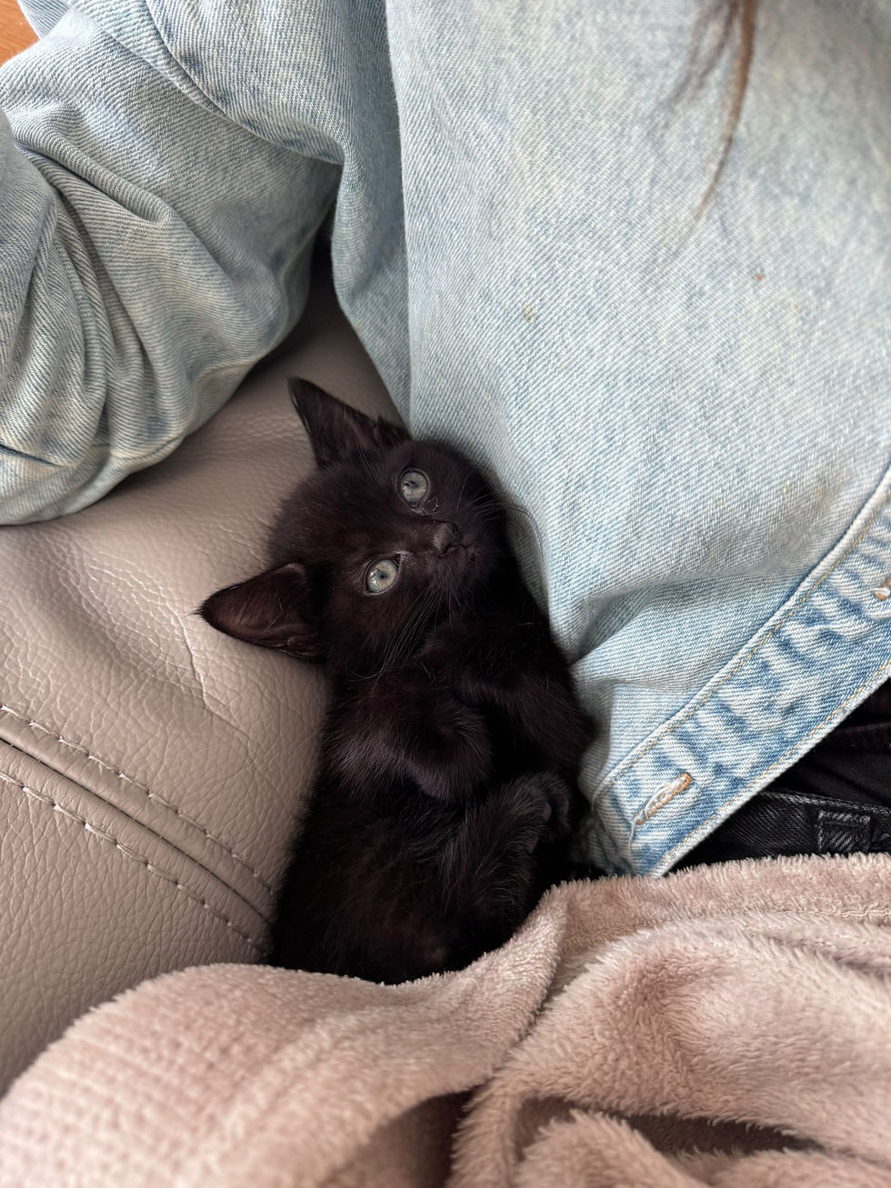Birmingham cat rescue and rehoming charity
