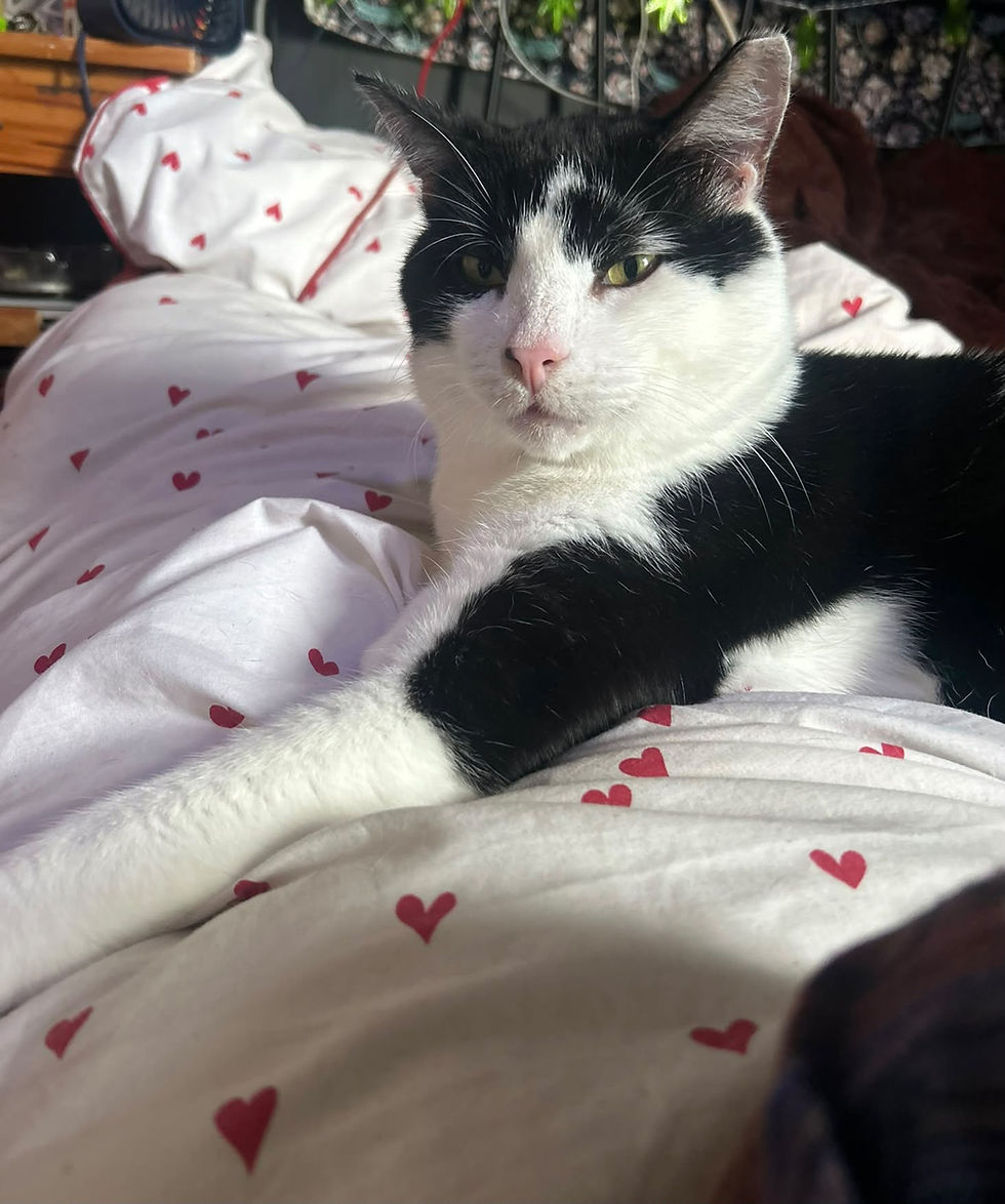 Birmingham cat rescue and rehoming charity