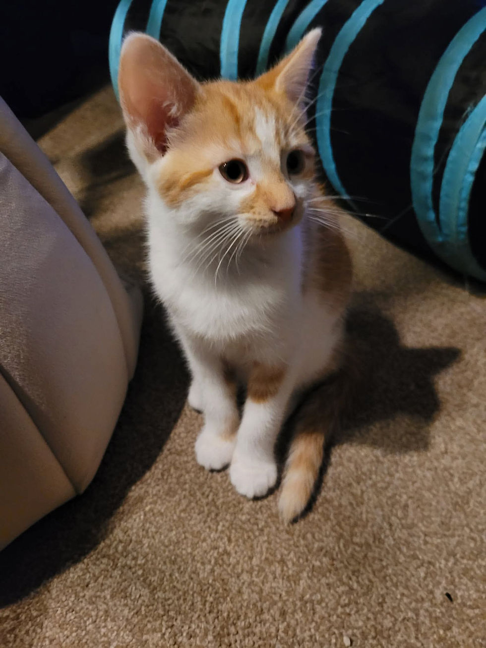 Grayson is such a loving little boy. He loves racing around and playing with his toys, but is the first to come for a cuddle. He always wants to know what's going on