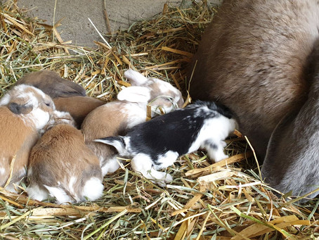 Pet rabbits are coming to stay!! Konijnen als huisdier komen eraan !!
