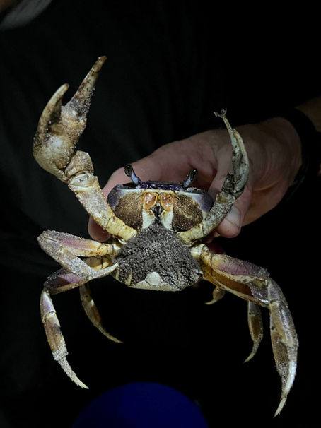 Training in Blue Land Crab Monitoring Methods to Support Conservation in Cayos Cochinos | Fundación Cayos Cochinos