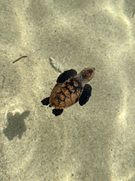 Monitoreo de Tortugas Carey en Cayos Cochinos, Honduras | Fundación Cayos Cochinos