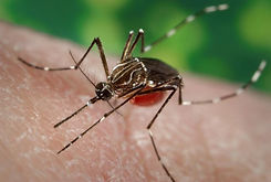 Aedes aegypti.jpg