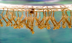 Culex_sp_larvae.png