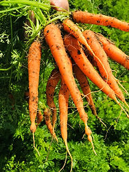 Carrots.jpg