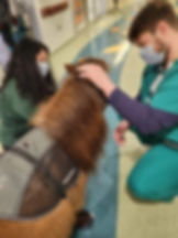 Medical staff petting a therapy miniature horse wearing a vest.