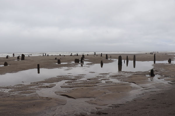 Ghost Forest 02.jpeg