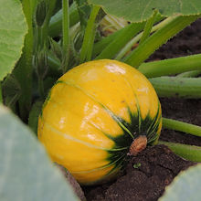 DSCN7531.JPG
