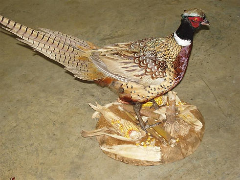 Taxidermy+167+(Medium).jpg.jpeg