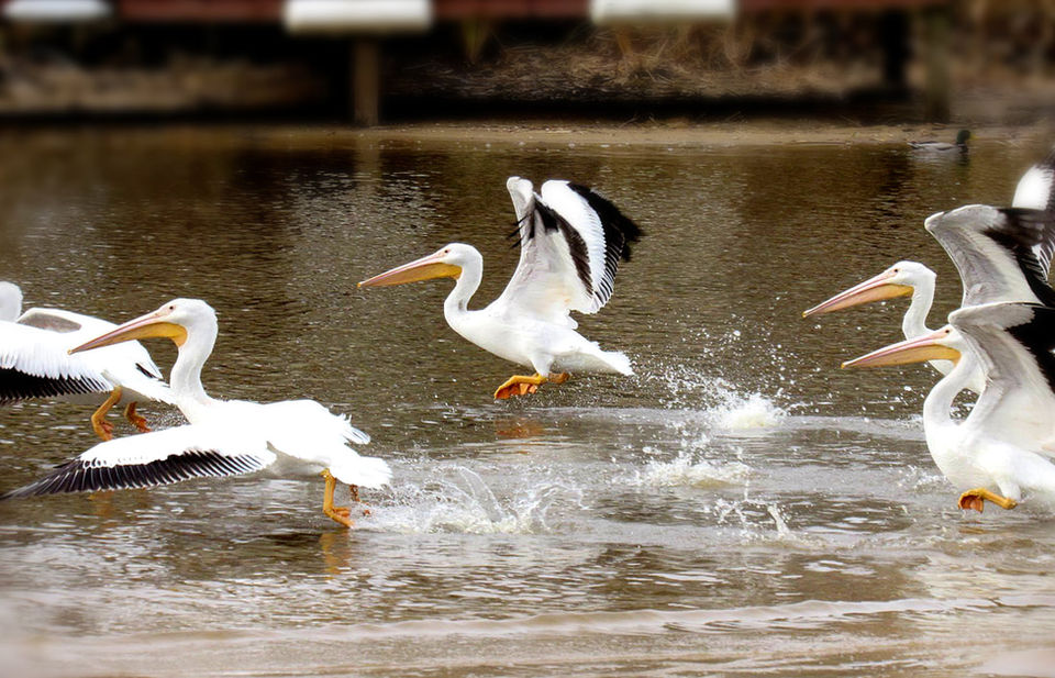 keith-river-1_orig Pelicans Ridgeland.jpg