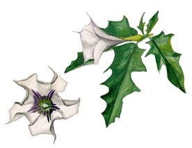Jimsonweed