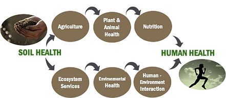 Soil health to Human health.png