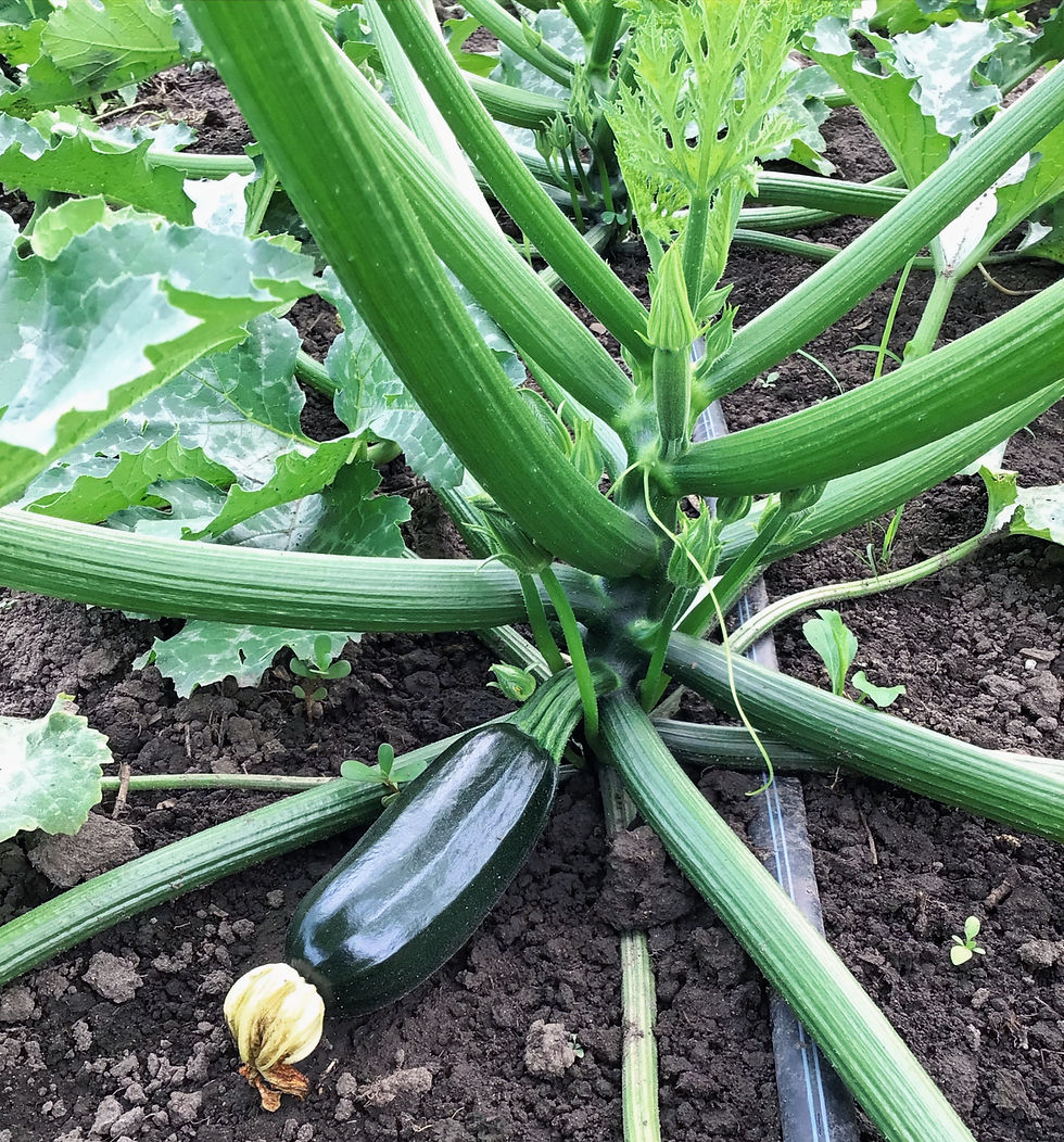 Thumbnail: Green Zucchini - 1 pound