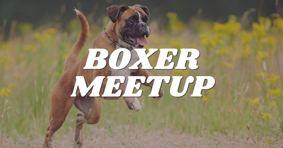 Boxer Meetup