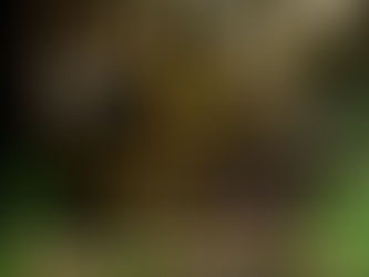 Miss Earth Cuba 2025 Contestants Confirmations