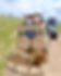 lion.png