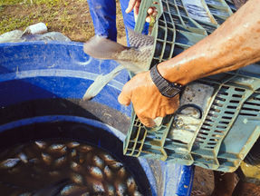 Projeto EcoProdutivo alcança marca de 850 kg de peixes em despesca estratégica no Congo