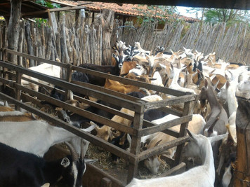 Procase incentiva a caprinovinocultura em comunidades do semiárido paraibano