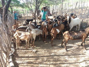 Procase realiza entrega de animais a produtores do Curimataú paraibano