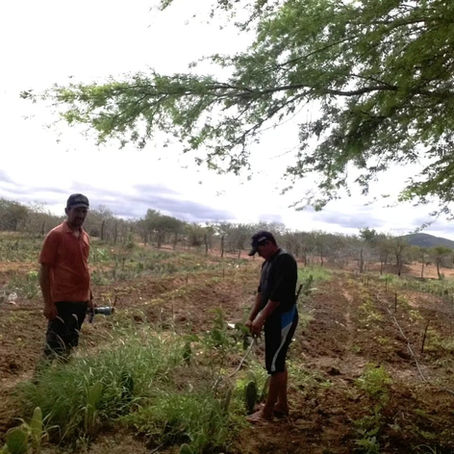 Colheita da Batata Doce é realizada na comunidade Tapera, no EcoProdutivo