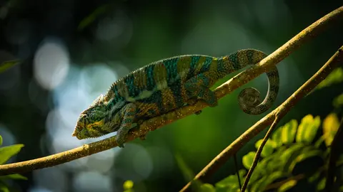 Wildlife