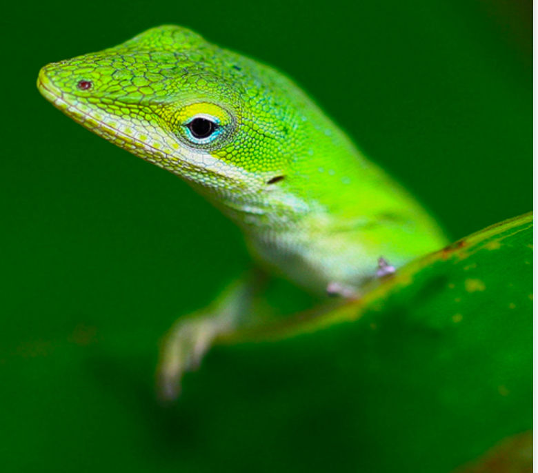 You May Not Want to Get the Kids Lizards For Christmas