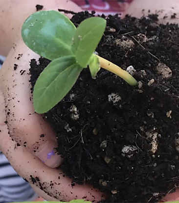 plant-hands_edited.jpg