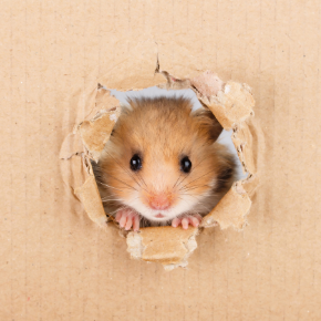 Katie Sharman explains about responsible small furry pet ownership
