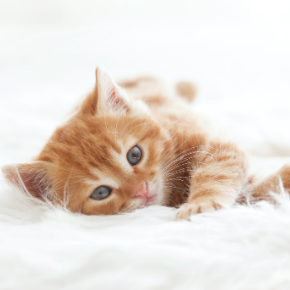 Bringing up a new kitten
