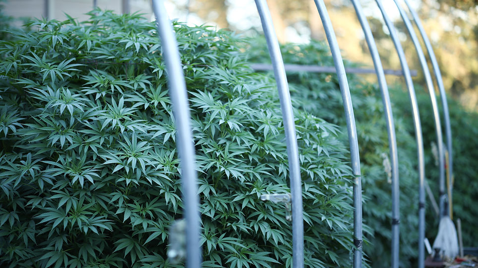 web images -4513.jpg