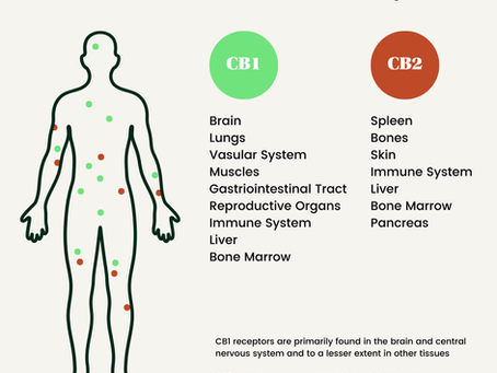 Understanding Cannabis: THC, CBD and the Endocannabinoid System for Parents