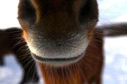 Ponies nose