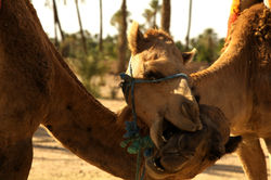Camels