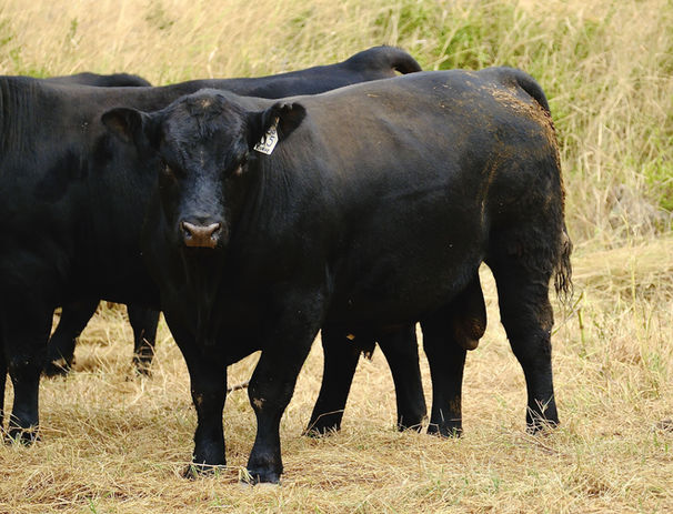 Rocking Chair Ranch angus bull in a paddock