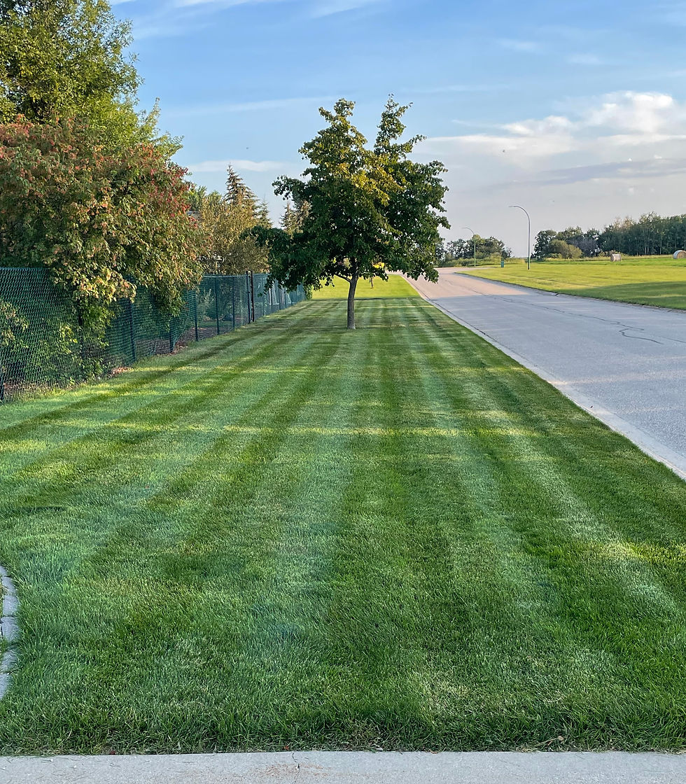 Lawn.jpg
