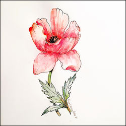 Poppy 5x7