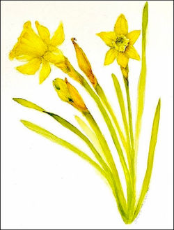 Daffodils