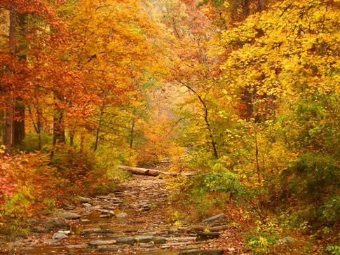 A wooded landscape with trees in varying shades of green, yellow and orange.