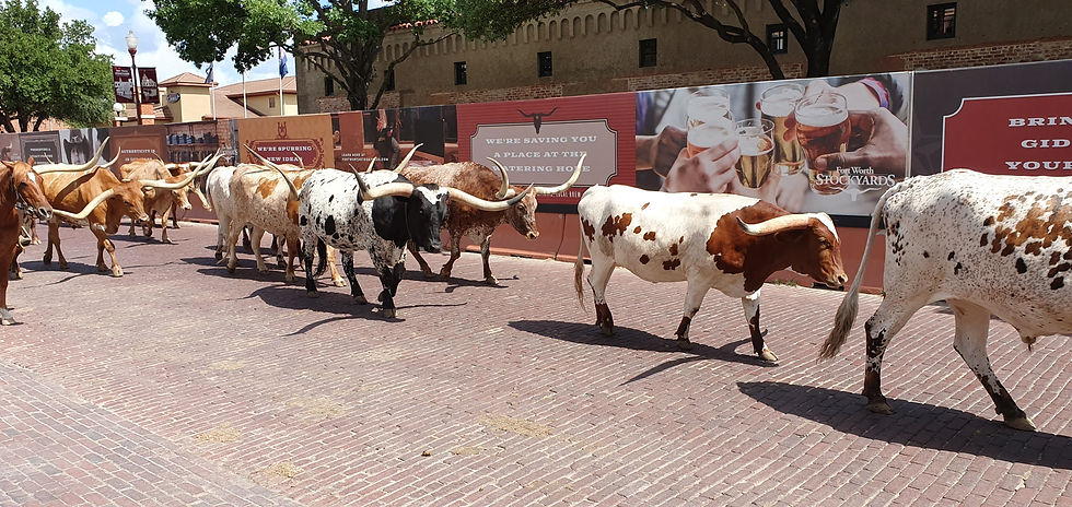 Longhorns being driven down Exchange Drive in Ft. Worth