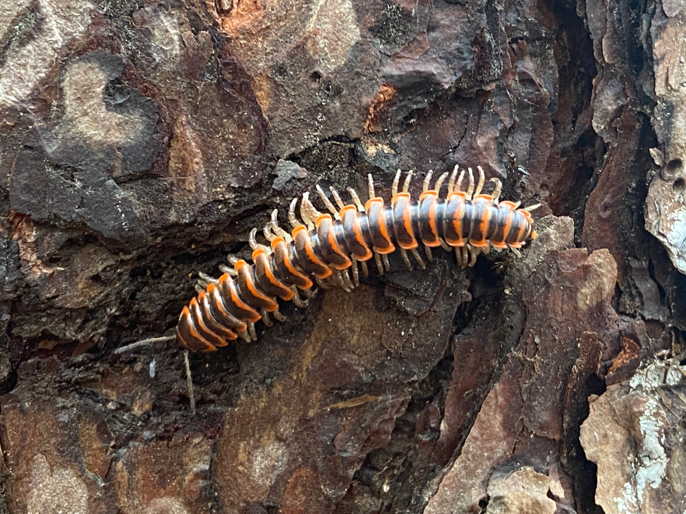 A centipede on bark