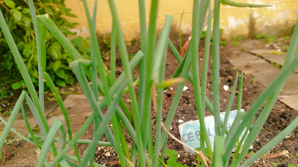 Horta Escolar