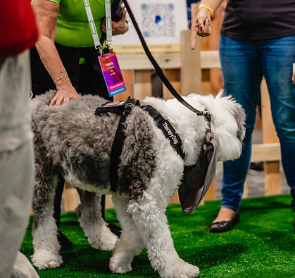 Gray and White Dog training to be a therapy dog.