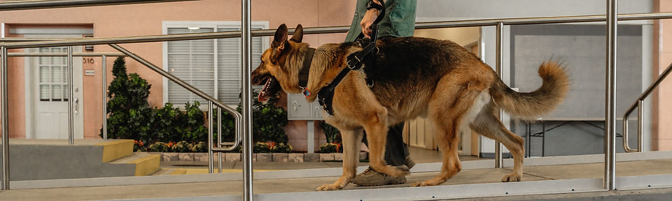 German Shephard walking