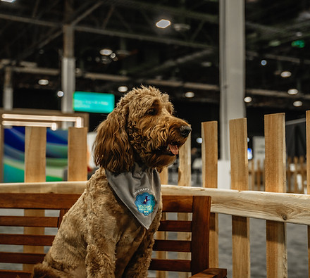 A brown dog sitting during therapy dog training.